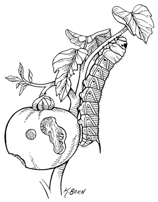 كيف تنمو الطماطم