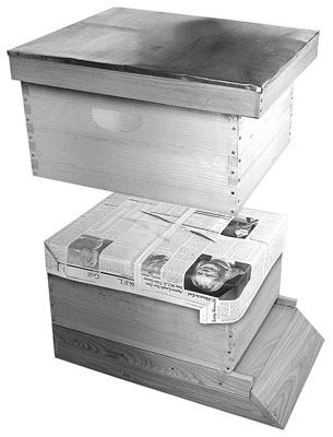 جعل خلية لانجستروث واحدة من اثنين