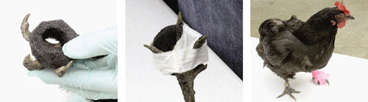 بامبلفوت (التهاب الجلد) ، مشكلة صحية للدجاج